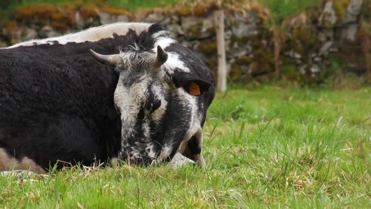 罕见的Vosgienne黑白奶牛肖像休息躺在绿色草地在春天法国Vosges 4K视频素材