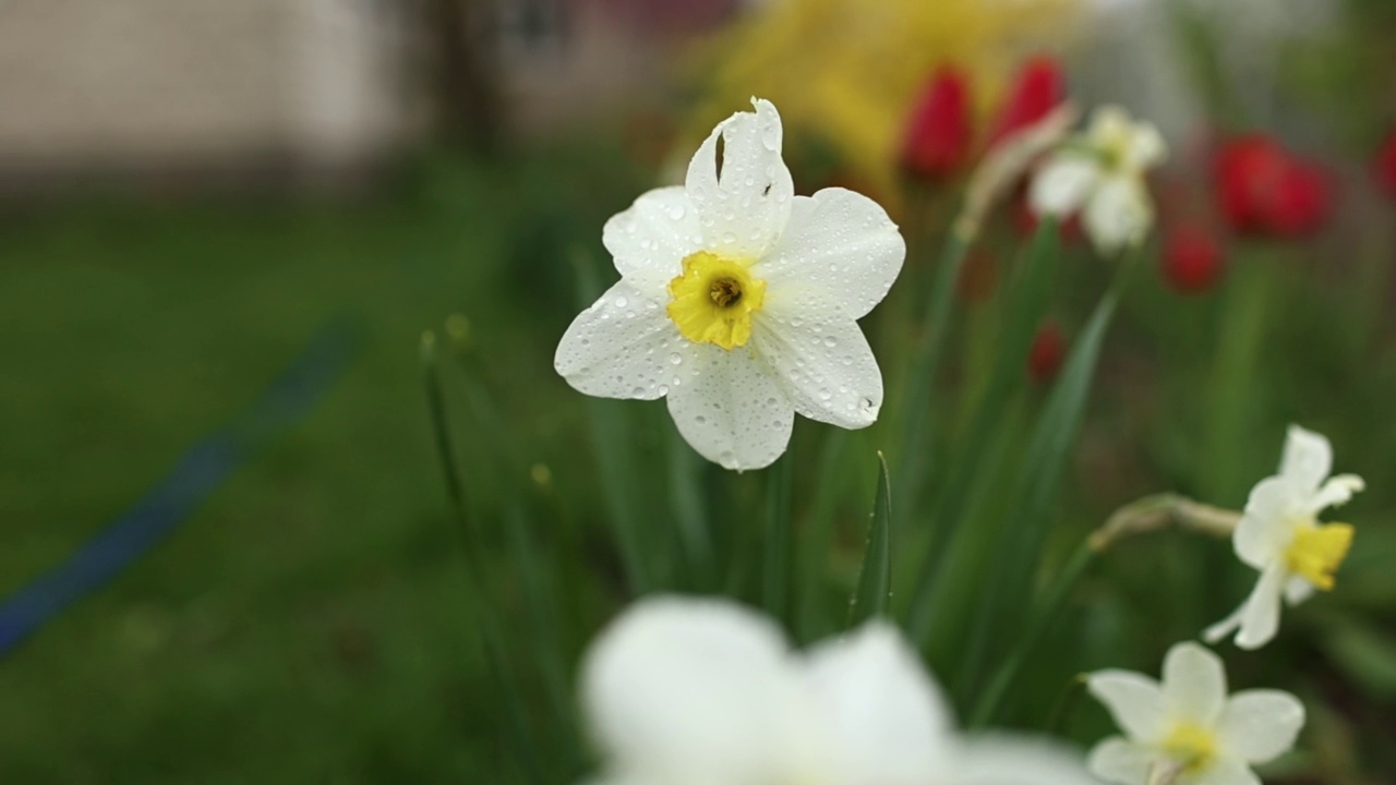 近距离观看视频片段的美丽的白色和黄色的花水仙花和红色郁金香生长在家里的花园。春天的植物随风飘荡。视频素材