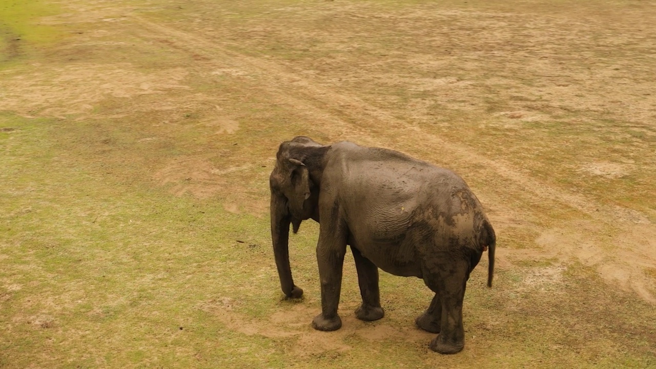 大象在自然环境中的无人机。斯里兰卡。视频素材