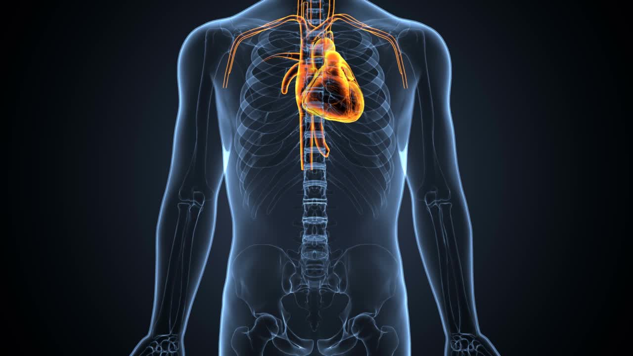 人类老人心脏解剖的3d插图视频素材