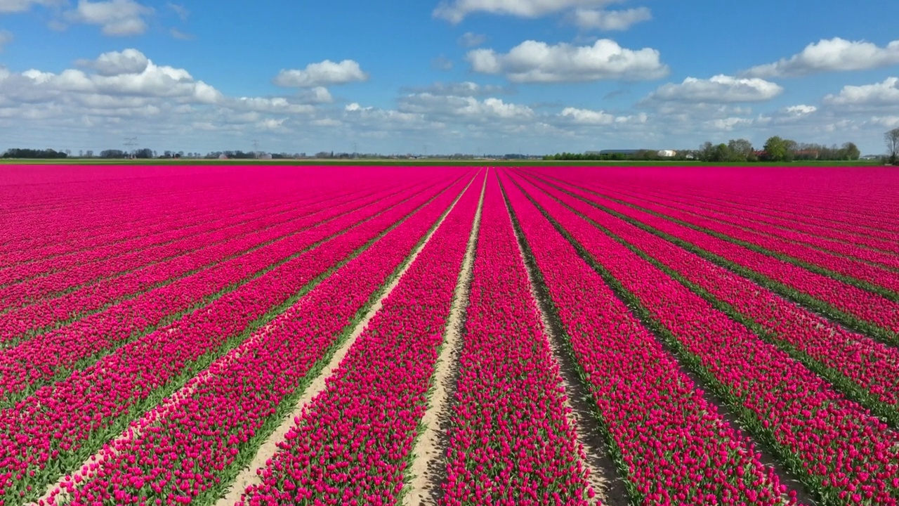 荷兰春天，无人机拍摄的郁金香视频素材