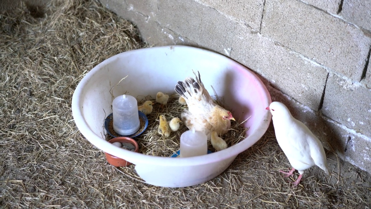 矮脚鸡和小鸡在谷仓里保护视频下载