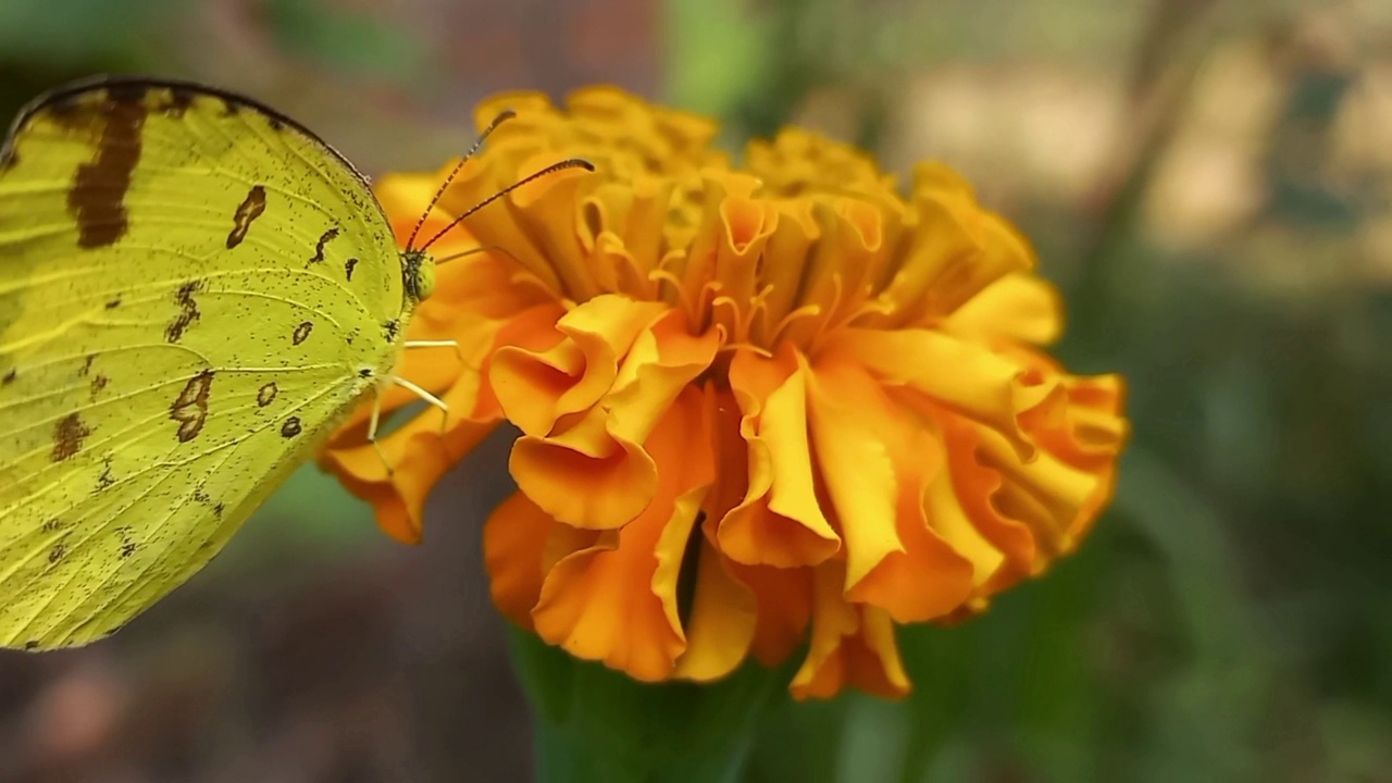 黄色蝴蝶在橙花上采蜜。视频素材