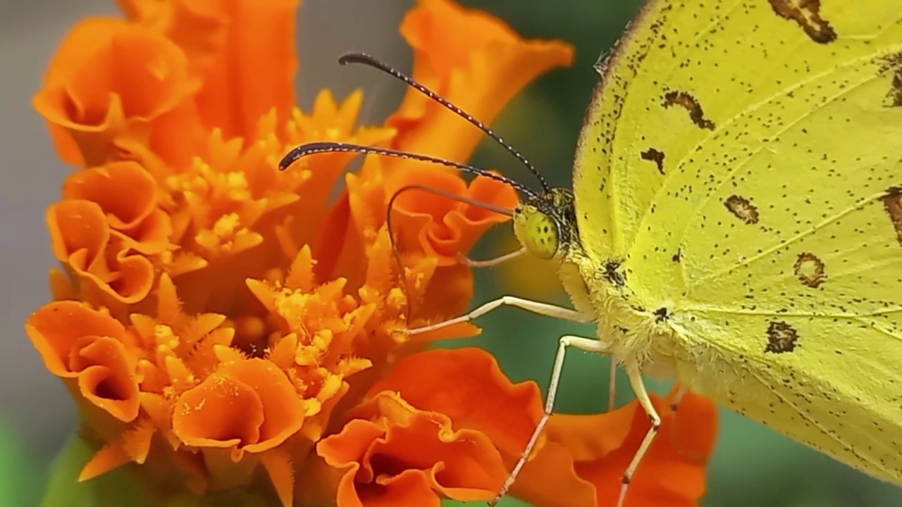黄色蝴蝶在橙花上采蜜。视频素材