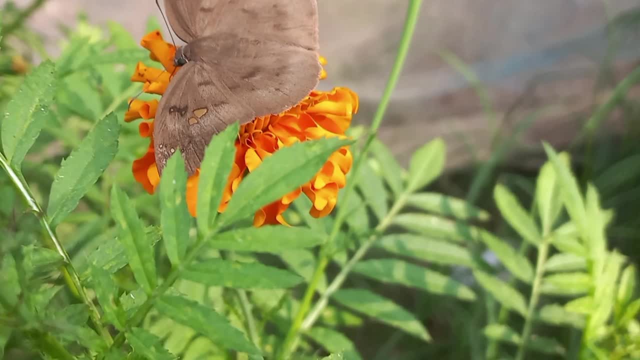 蝴蝶吃花蜜的橙花，微距拍摄视频素材