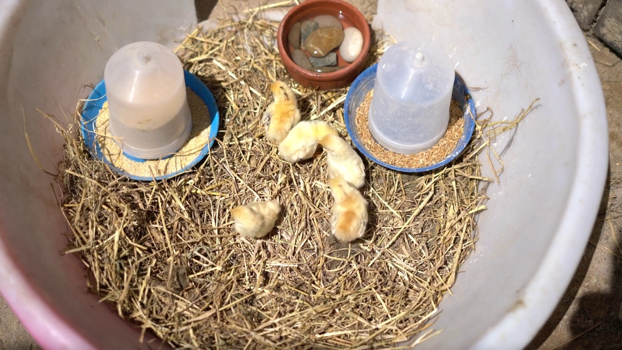 农夫把刚出生的小鸡放在篮子里视频下载
