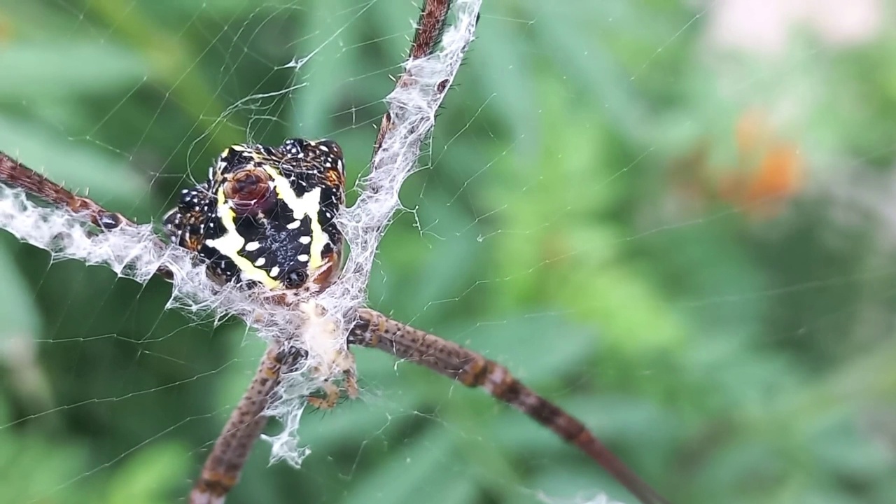 一只蜘蛛的特写。视频素材