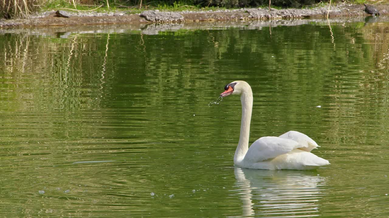 白天鹅在碧绿的湖水中漂浮视频素材