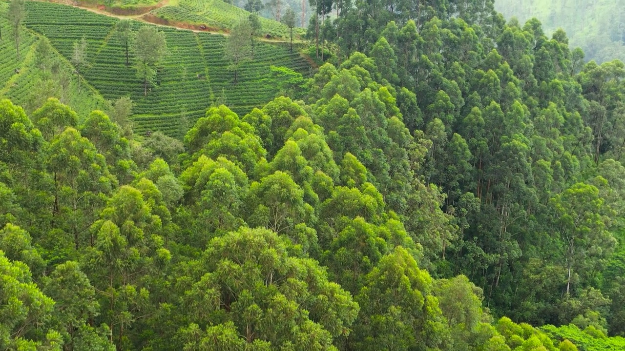 斯里兰卡的绿茶种植园。视频素材