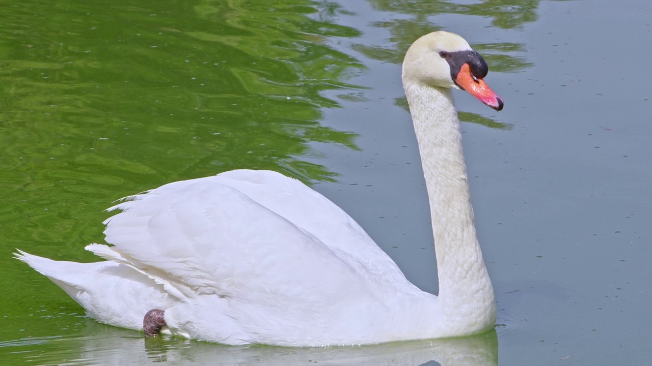 白天鹅在碧绿的湖水中漂浮视频素材