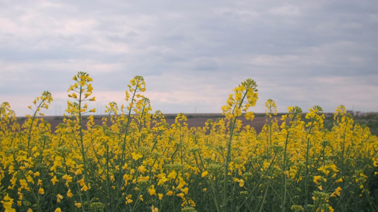在多云的灰色天空的前景中，油菜籽的黄色草视频素材