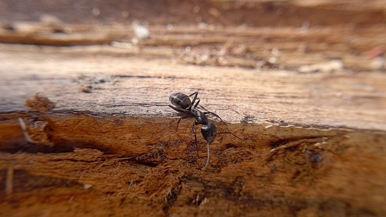 大黑蚂蚁在树上爬行，放大拍摄昆虫视频素材
