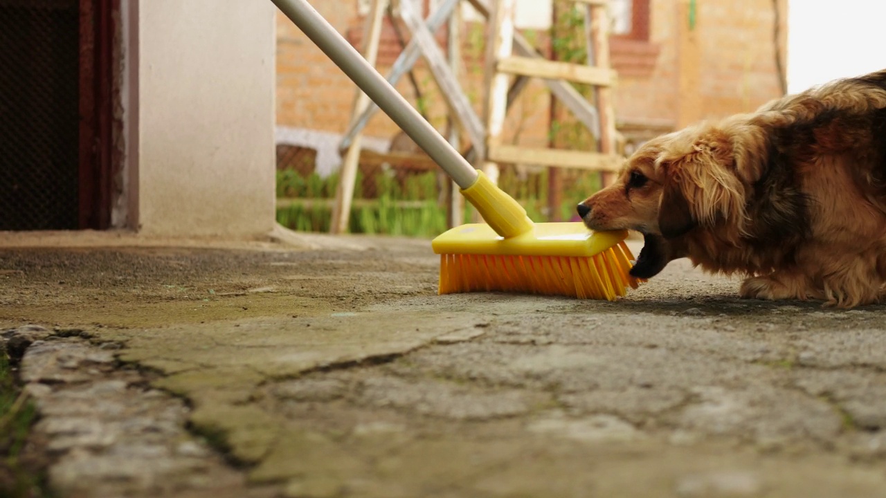 一只漂亮的家狗在玩扫帚打扫领地，一只红狗在院子里和主人玩视频素材