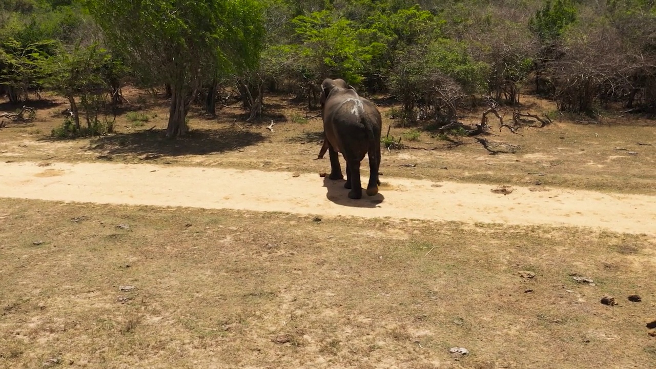 斯里兰卡的野生大象。视频素材