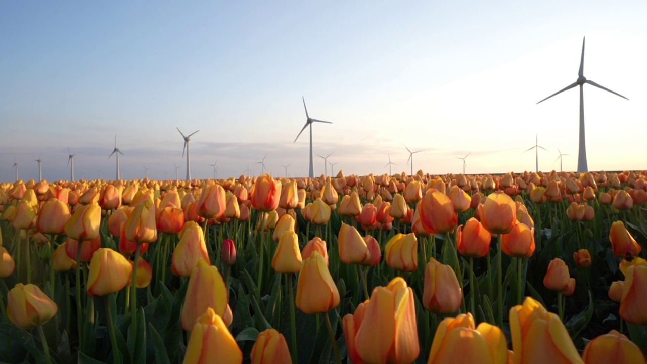 荷兰noordostpolder部分地区，郁金香花场与一排排风力涡轮机的特写视频下载