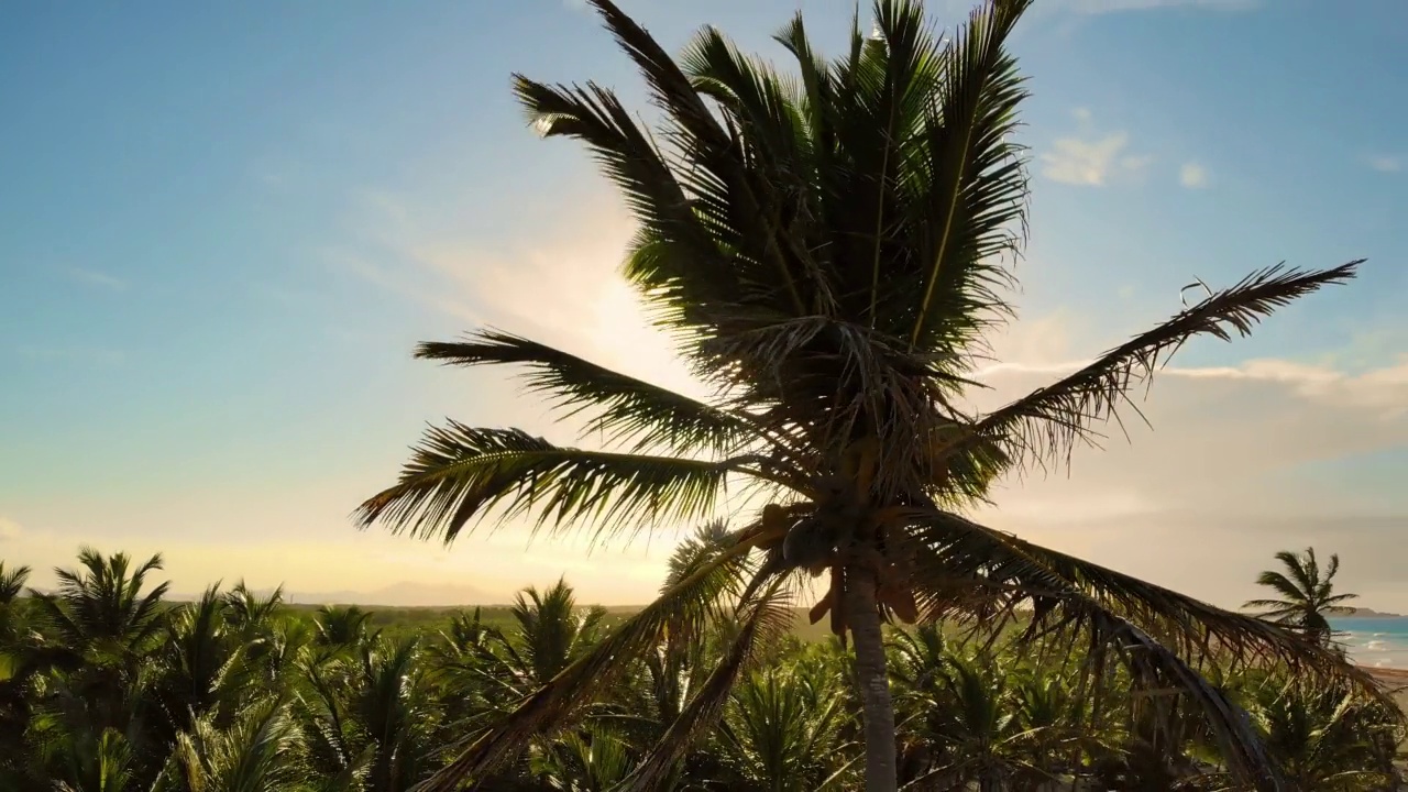 在地中海的棕榈树周围飞行，日落金色，蓝色的天空背光。视频素材
