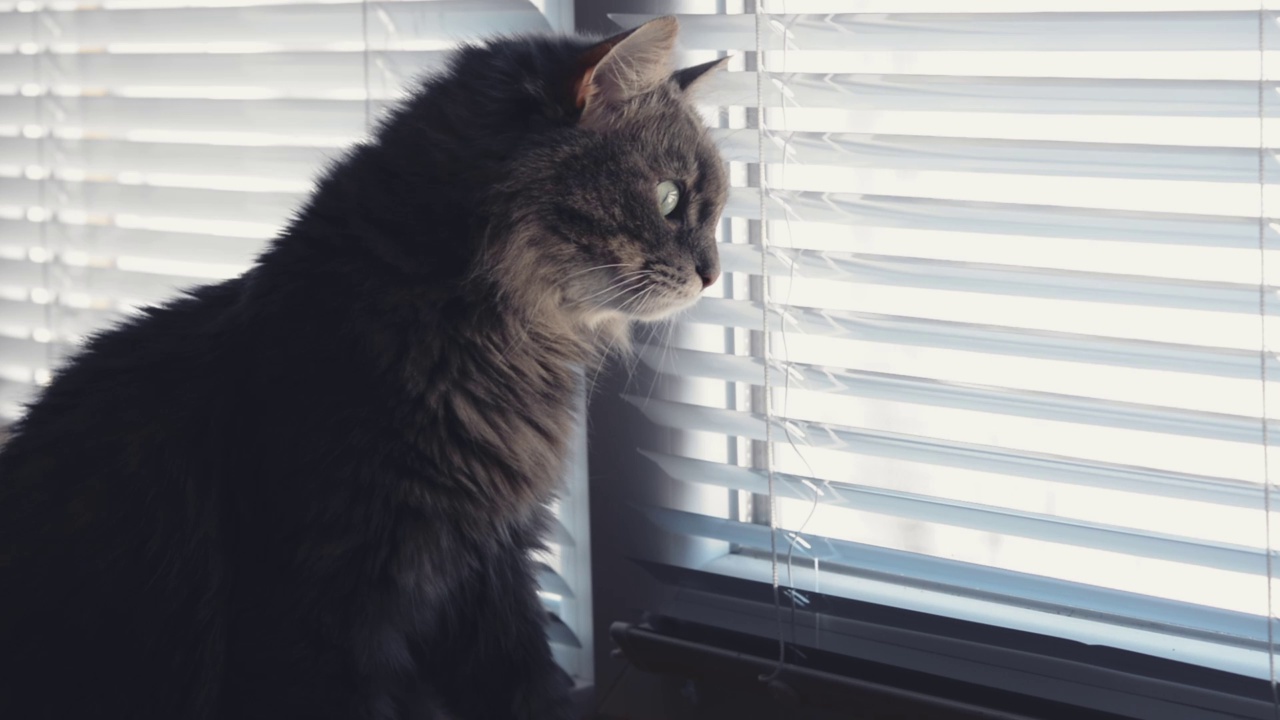 挪威森林猫坐在窗台上看外面视频下载