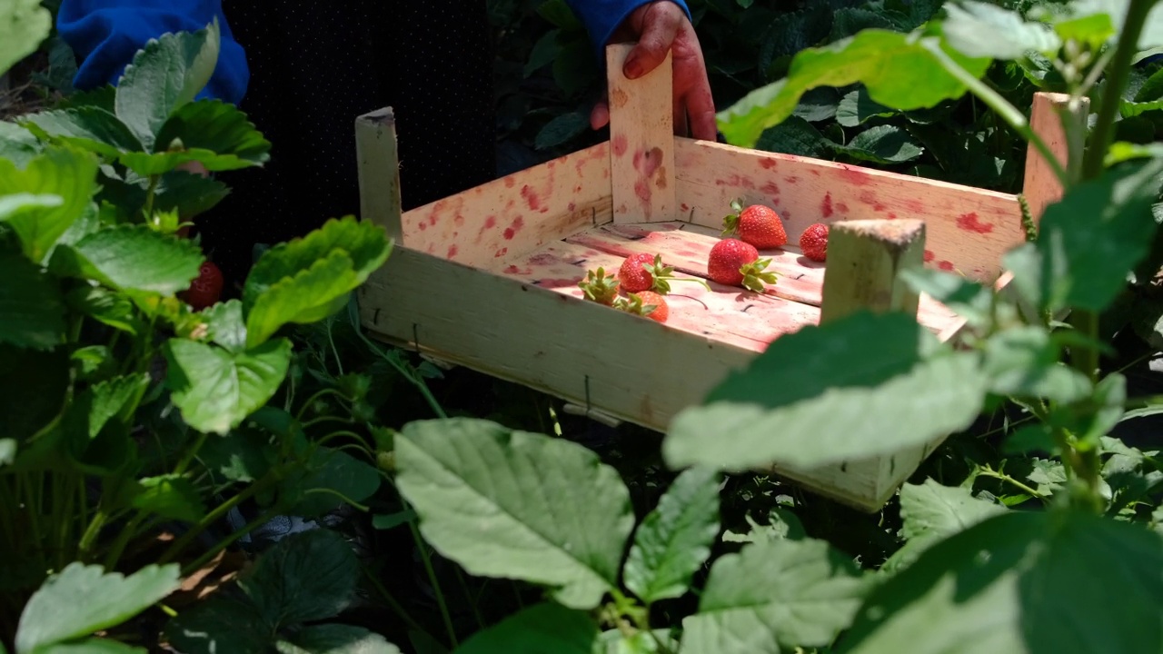 草莓种植视频素材