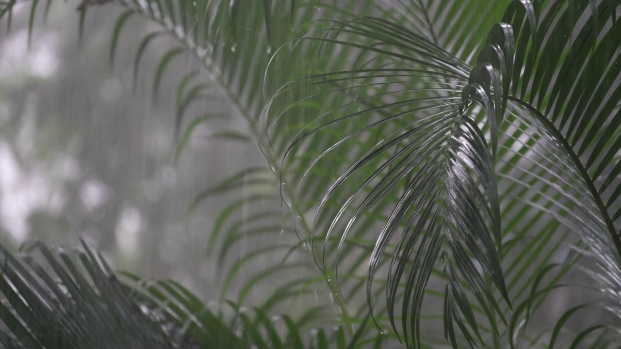 在泰国，热带雨滴落在巨大的绿色棕榈叶上视频素材