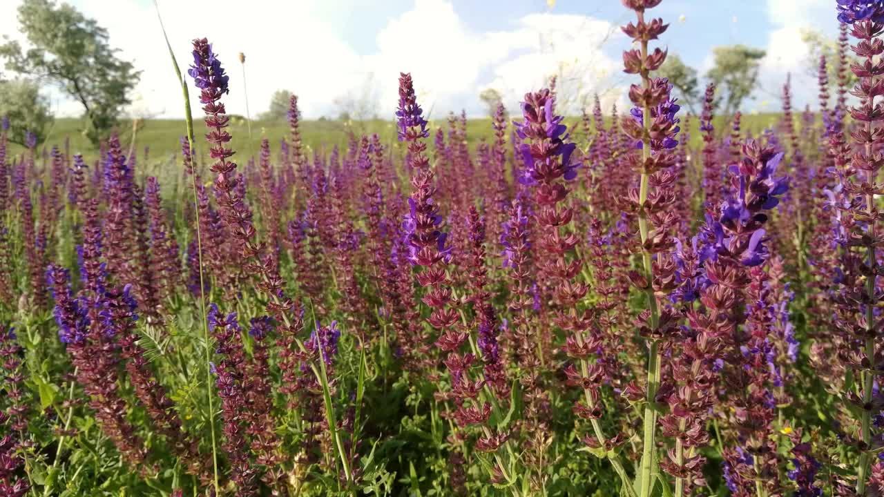紫色鼠尾草的花田。视频下载
