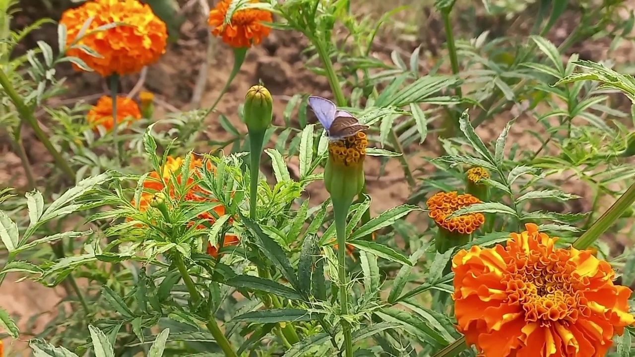 美丽的花蝴蝶视频素材