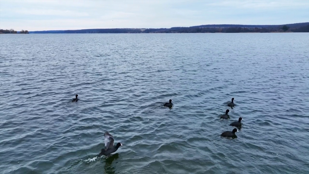 鸭子成群地在湖面上航行。无人机的画面。鸟儿被无人机吓得试图逃跑。以海滨为背景。视频下载