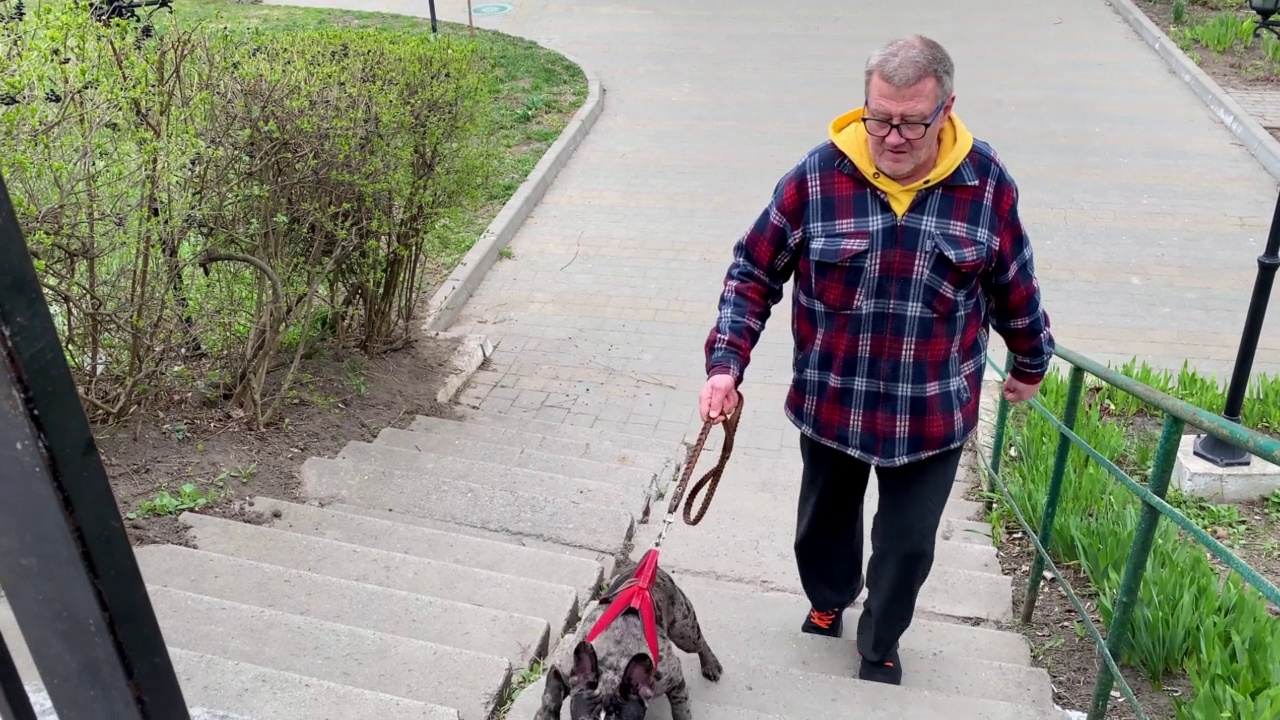一位老人牵着法国斗牛犬在户外散步。视频下载