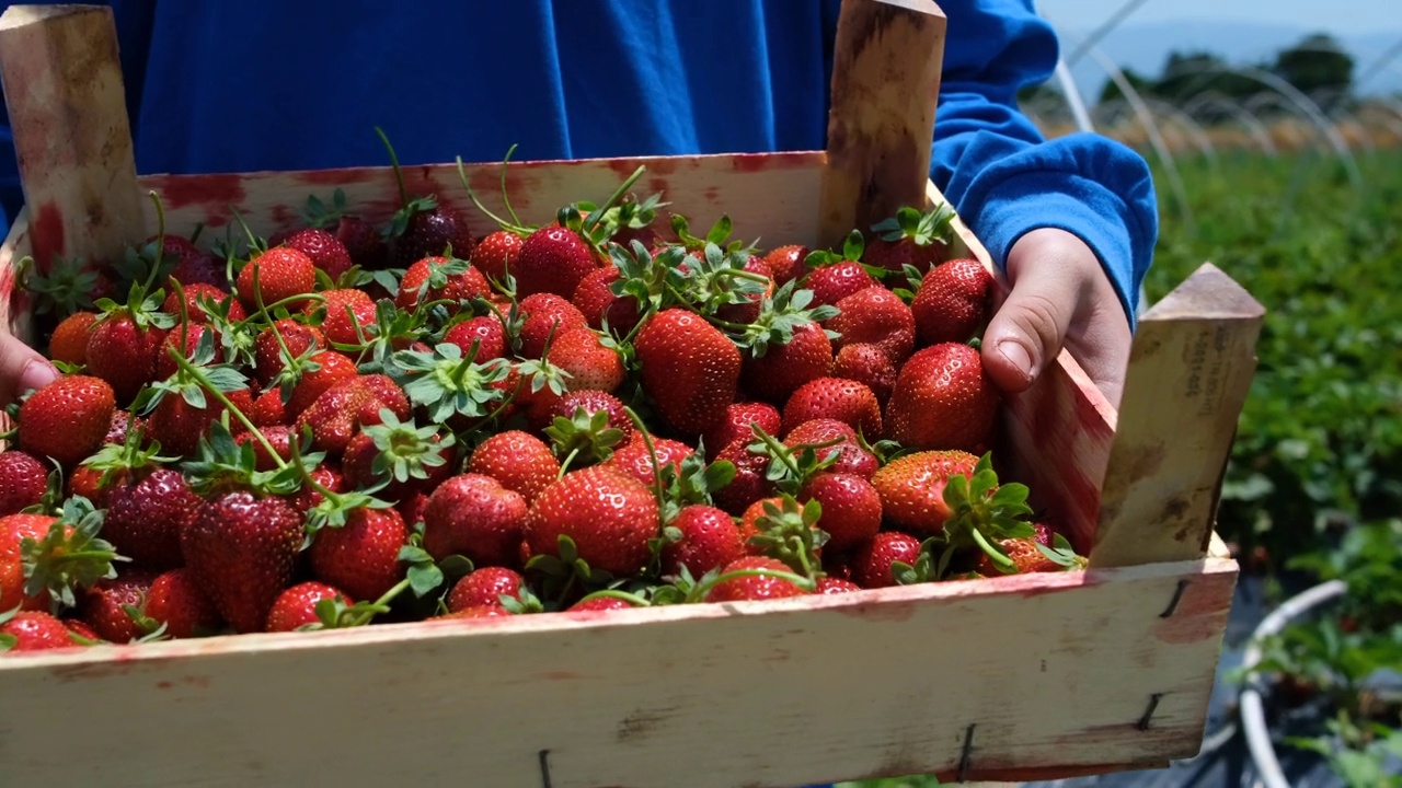 草莓种植视频素材