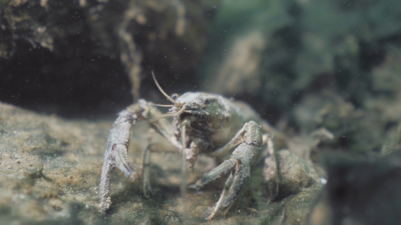 小龙虾在湖底，浅田的深度视频下载