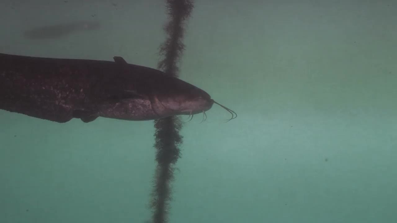 游泳的巨Wels鲶鱼视频下载