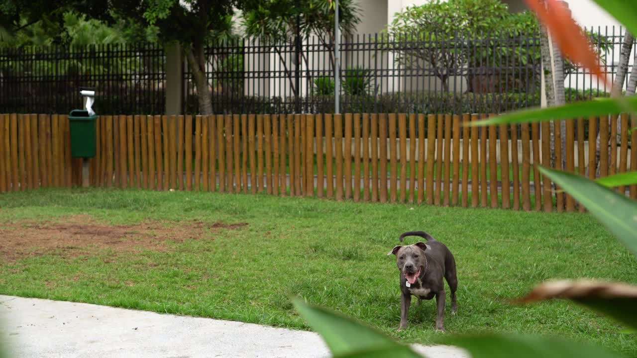 蓝鼻子的斗牛犬在公园里玩耍。狗在绿色的草坪上玩球和奔跑视频下载