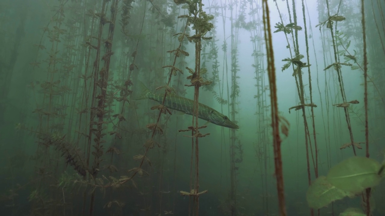 水下森林中的幼年北梭子鱼视频下载