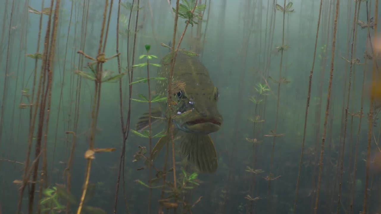 水下森林中的北方大梭鱼视频下载