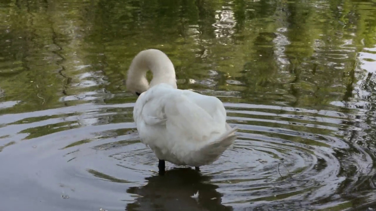 美丽的白色疣鼻天鹅视频素材