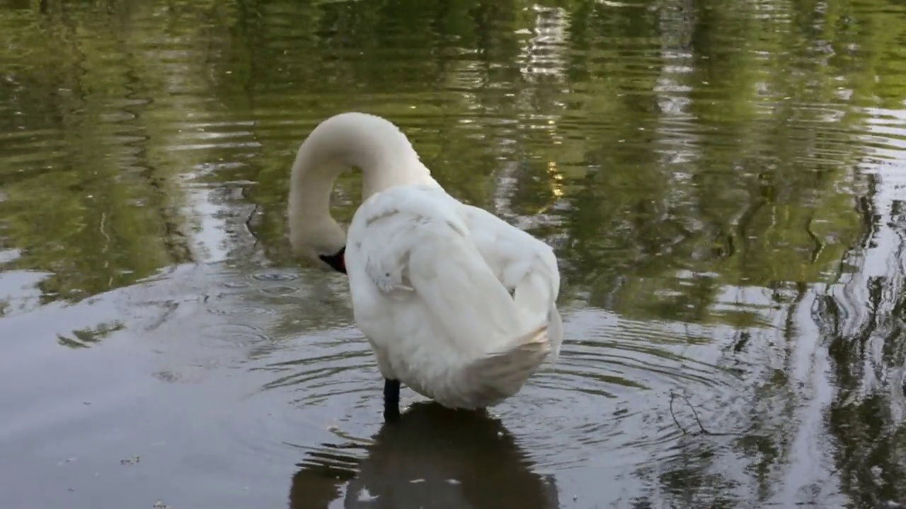 美丽的白色疣鼻天鹅视频下载