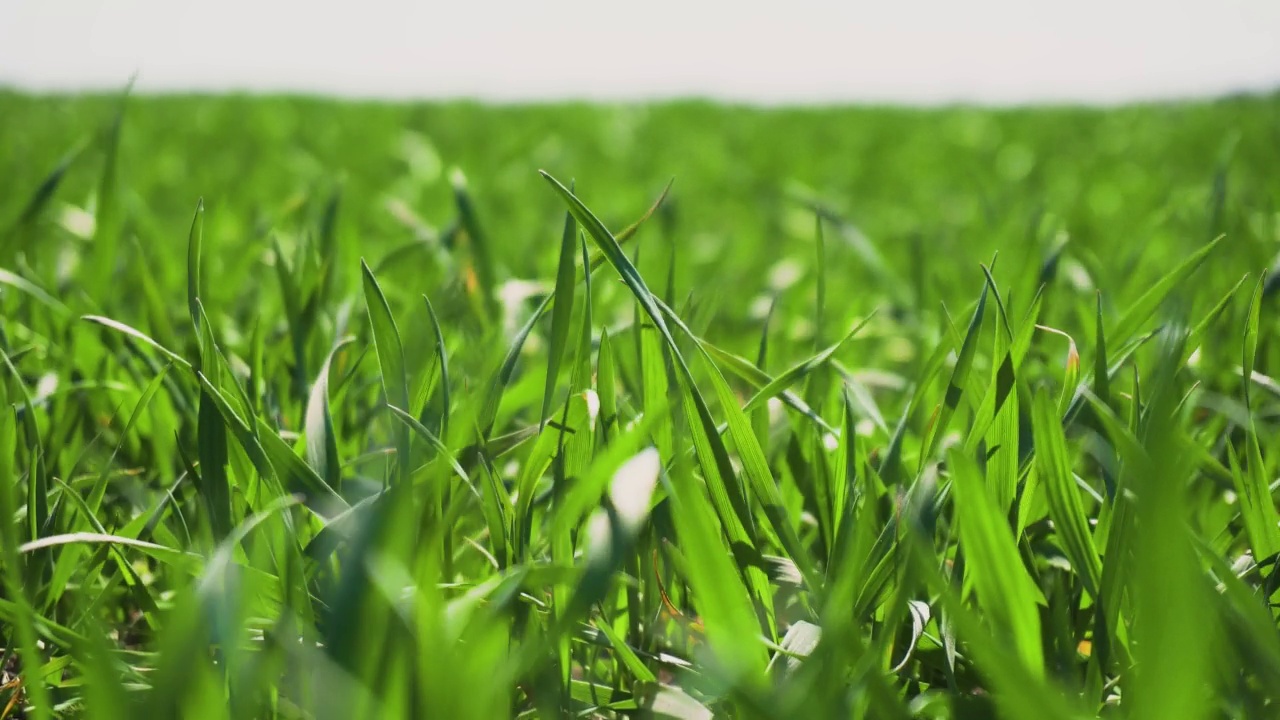 靠近绿色农业小麦或大麦田随风摇摆的芽。春天庄稼生长的美丽风景视频素材