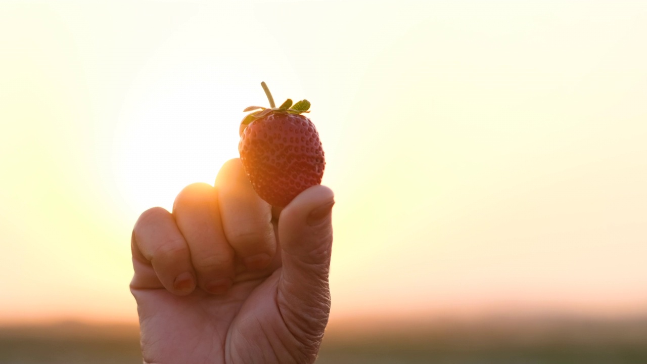 日落时分农民手中的一颗草莓视频素材