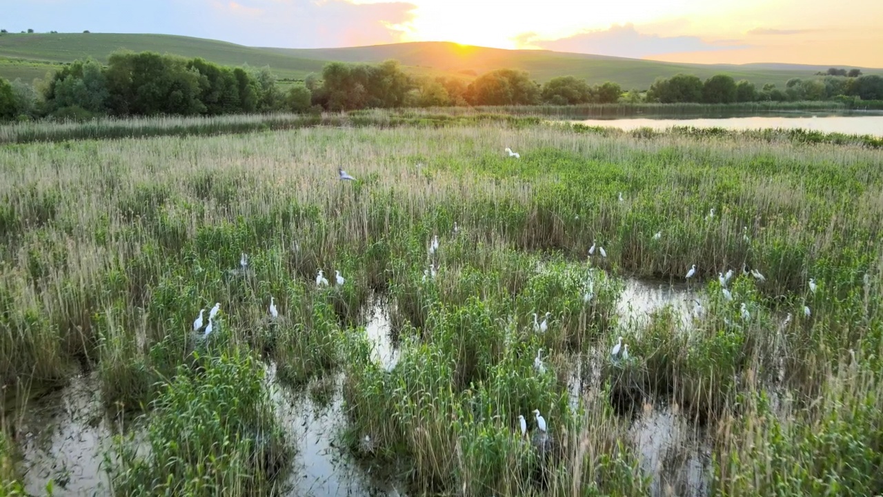 成群的白鹭在湿地草丛中筑巢视频下载