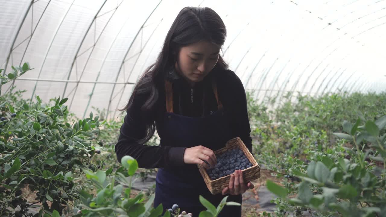在温室收获水果的女工人视频素材