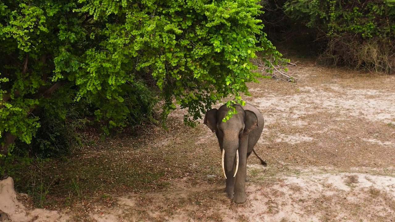斯里兰卡自然保护区的大象。视频素材