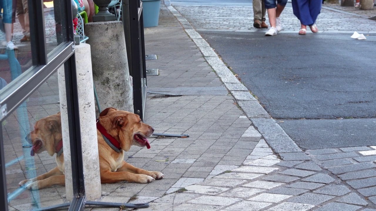 狗不会躺在餐厅阳台入口处的人行道上，等待主人，看着路人。视频下载