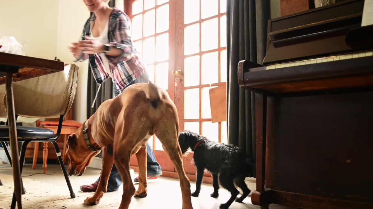一名妇女在家用饼干训练她的狗视频素材