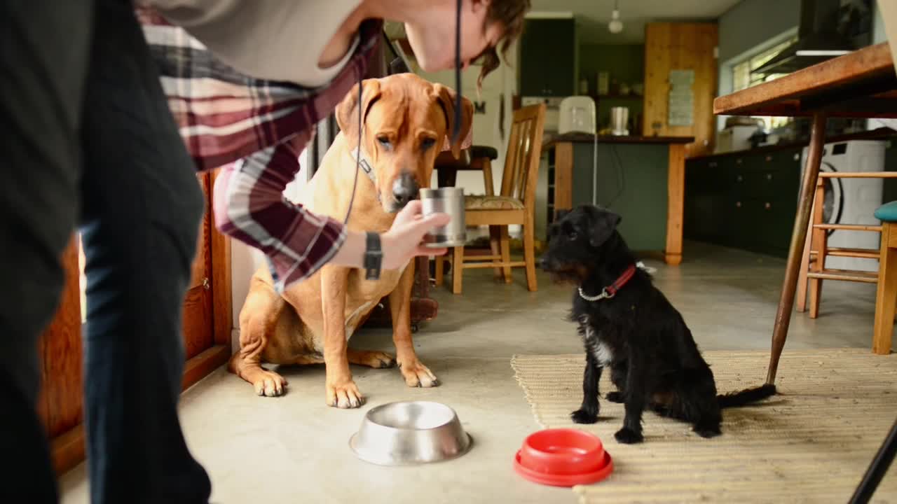 两只狗在吃主人的晚餐前流口水视频素材