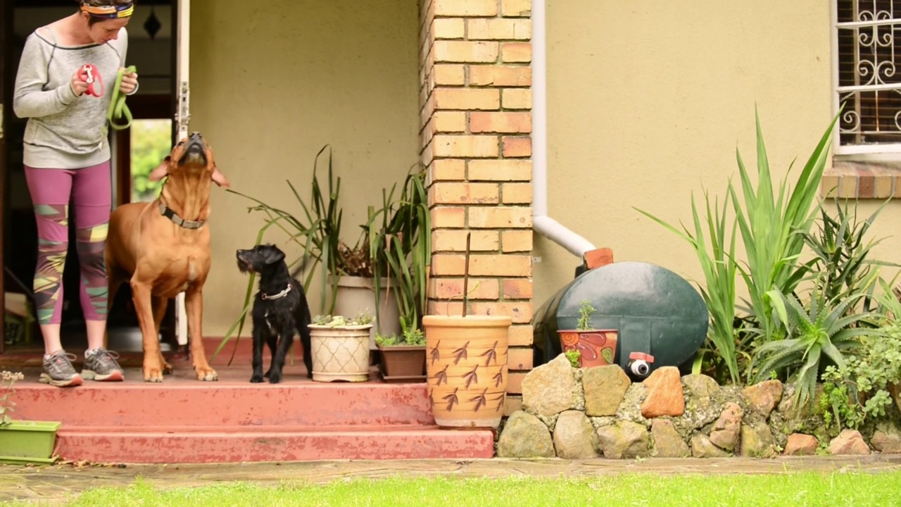 一个女人和她的两条狗出门散步视频素材