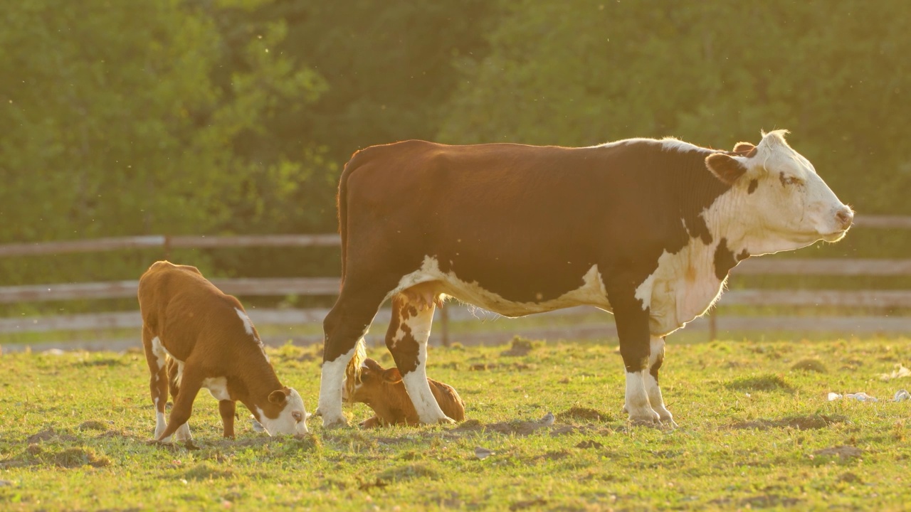 一头棕色的母牛带着小牛在阳光普照的牧场上吃草。视频素材