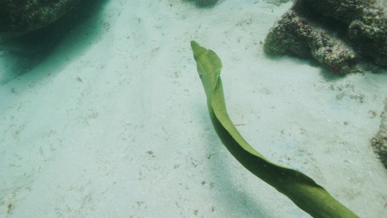 条海鳗游泳视频素材