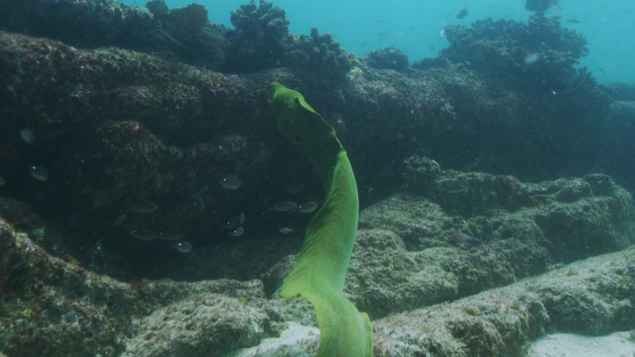 慢动作游泳的海鳗视频素材