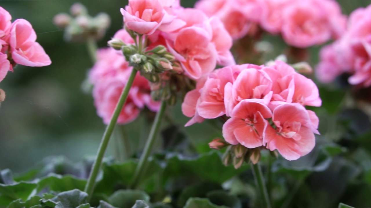春天盛开的粉红色天竺葵。背景。视频素材