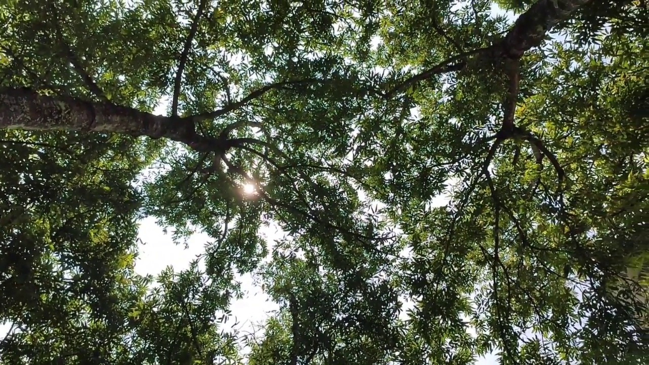 森林的树梢阳光视频素材