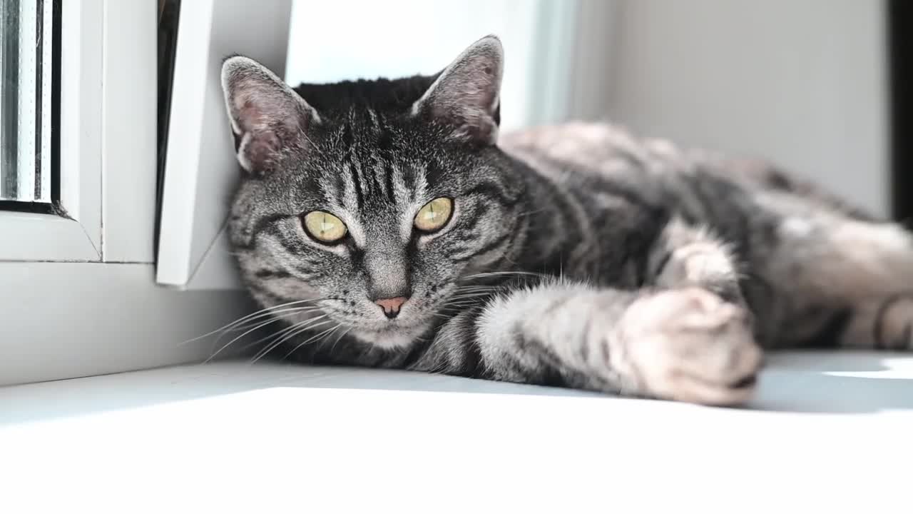 可爱的虎斑猫看着镜头眨着眼睛视频素材